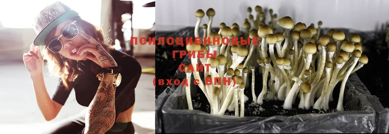 Галлюциногенные грибы Psilocybine cubensis  hydra рабочий сайт  Салехард 